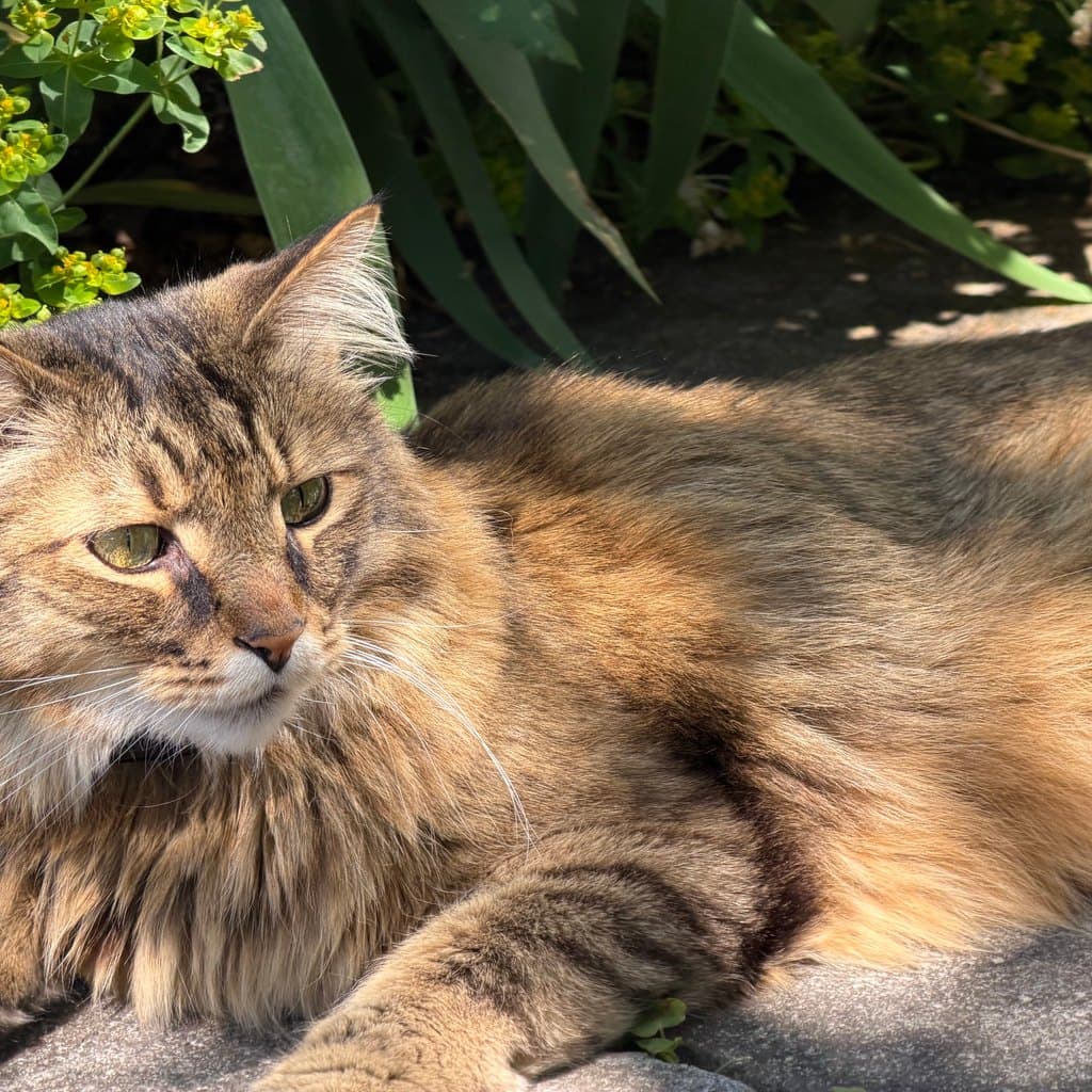 The original uploaded photo of a fluffy tabby cat