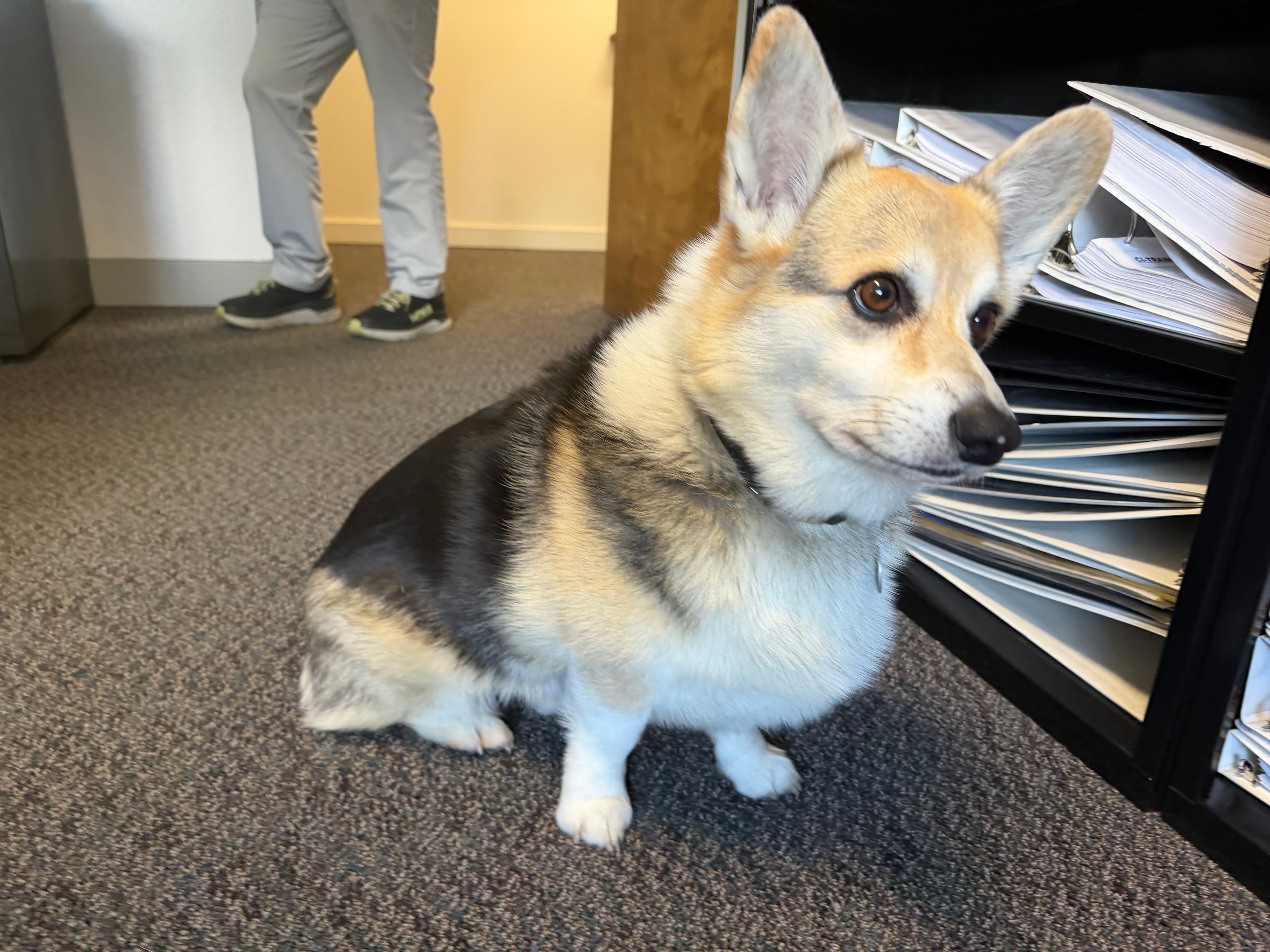 The original uploaded photo of a pet named Stump