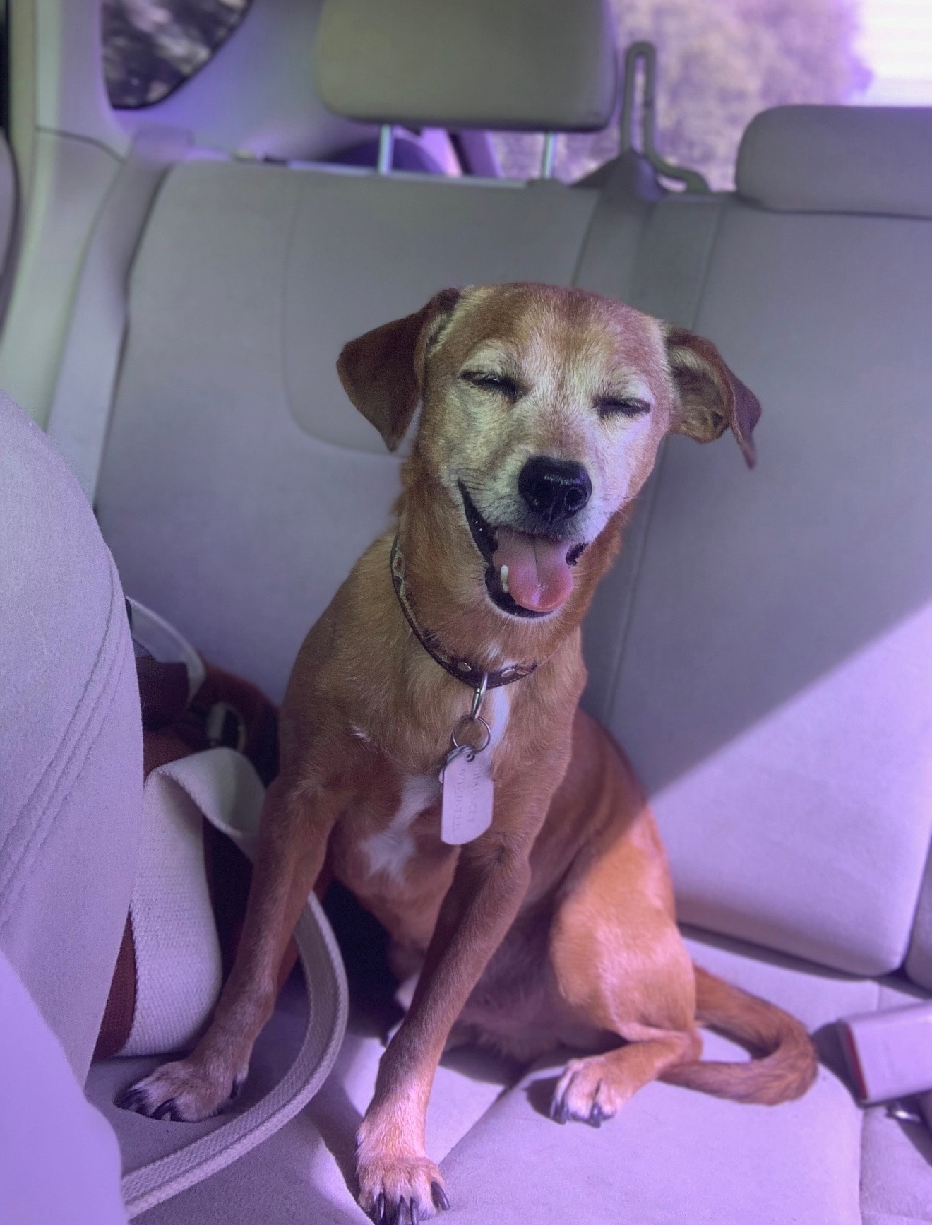 The original uploaded photo of a pet named Chauncey