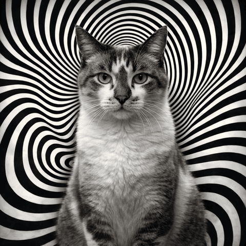 Op Art Optical Halo